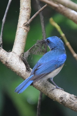 Cyornis turcosus
