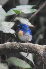 Cyornis turcosus