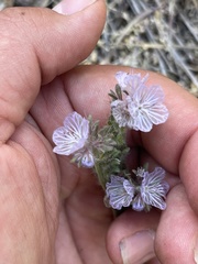Phacelia exilis