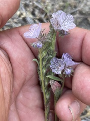 Phacelia exilis