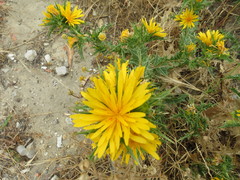 Scolymus hispanicus