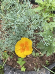 Eschscholzia californica