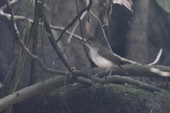 Pellorneum rostratum