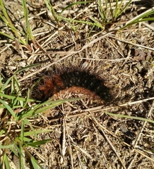 Arctia aulica