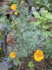 Eschscholzia californica