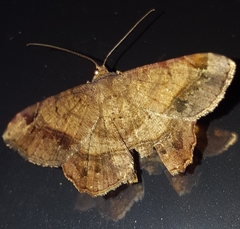 Chiasmia crassilembaria