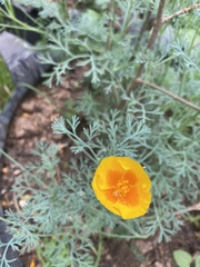 Eschscholzia californica