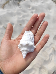 Persististrombus granulatus