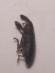 Lixus bardanae