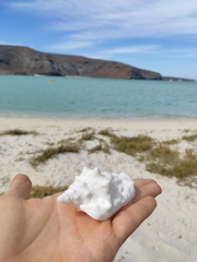 Persististrombus granulatus