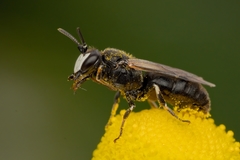 Hylaeus nigritus