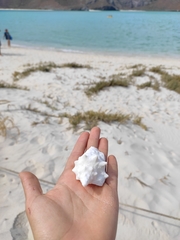 Persististrombus granulatus