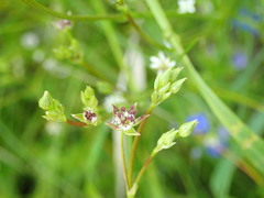 Microbotryum stellariae