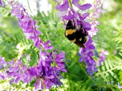 Bombus subterraneus