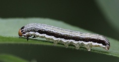Crocigrapha