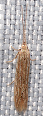 Coleophora quadruplex