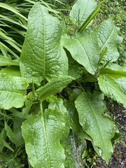 Rumex nepalensis