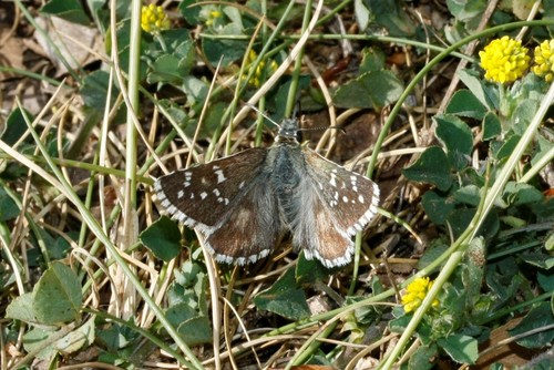 Olive Skipper