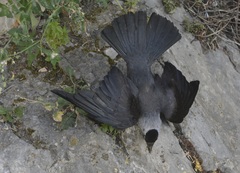 Corvus monedula cirtensis
