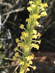 Struthiola argentea
