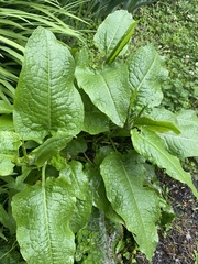 Rumex nepalensis