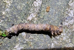 Erebidae