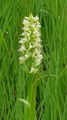 Dactylorhiza incarnata ochroleuca