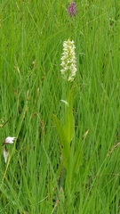 Dactylorhiza incarnata ochroleuca