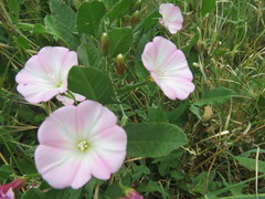 Convolvulus arvensis