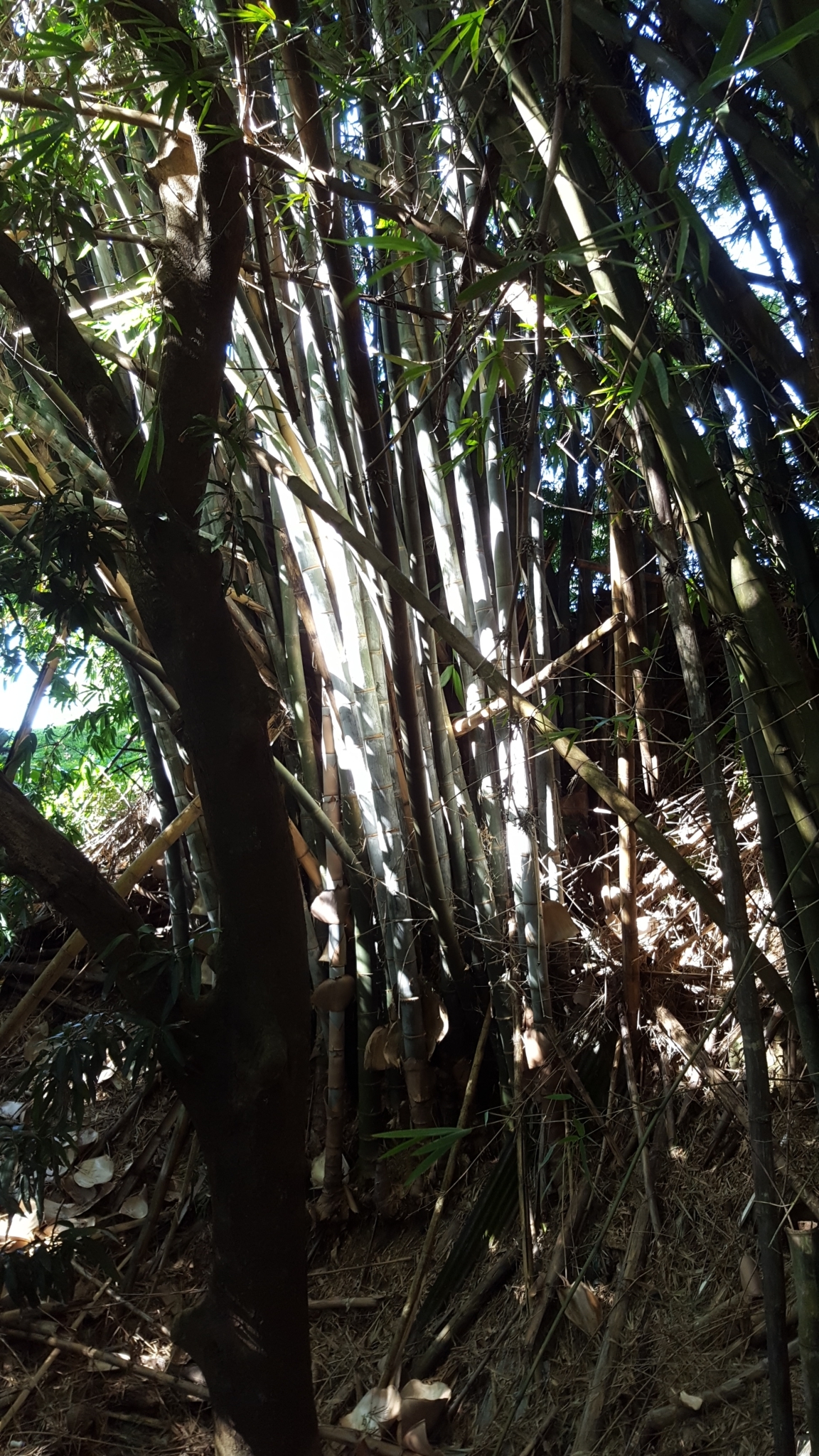 (c) François Rousseu, certains droits réservés (CC BY-NC) https://www.inaturalist.org/observations/120345491