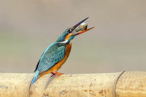 Common Kingfisher, photo 5 of 8