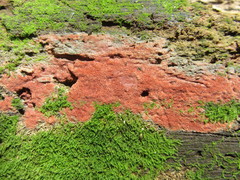 Ceriporia purpurea