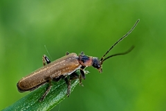 Rhagonycha nigriventris
