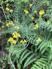 Linaria viscosa viscosa