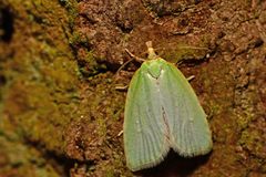 Tortrix viridana