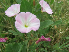 Convolvulus arvensis