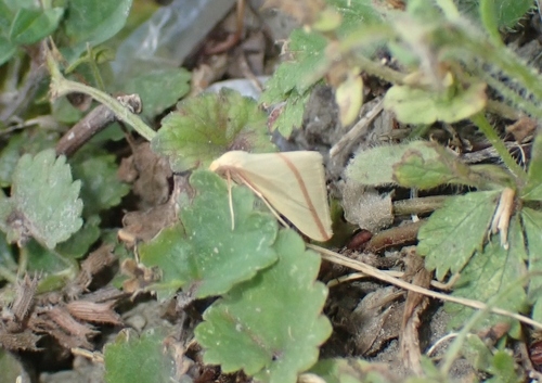 Rhodometra sacraria