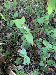Houttuynia cordata