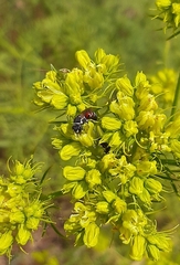 Hylaeus variegatus