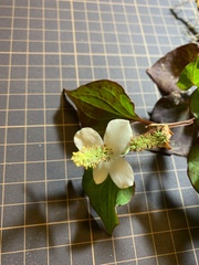 Houttuynia cordata