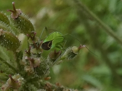 Calocoris affinis