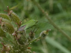 Calocoris affinis