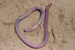Pestle-Tailed Worm Lizard photo 3