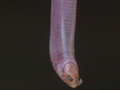 Pestle-Tailed Worm Lizard photo 5