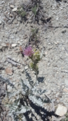 Cirsium barnebyi