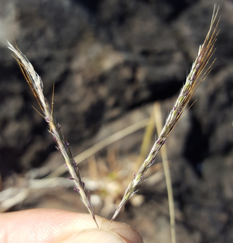 Bothriochloa insculpta image