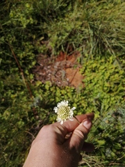 Scabiosa columbaria