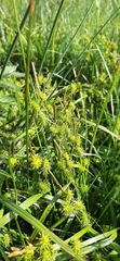 Carex flava