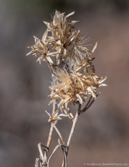 Chrysothamnus viscidiflorus puberulus