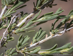 Chrysothamnus viscidiflorus puberulus
